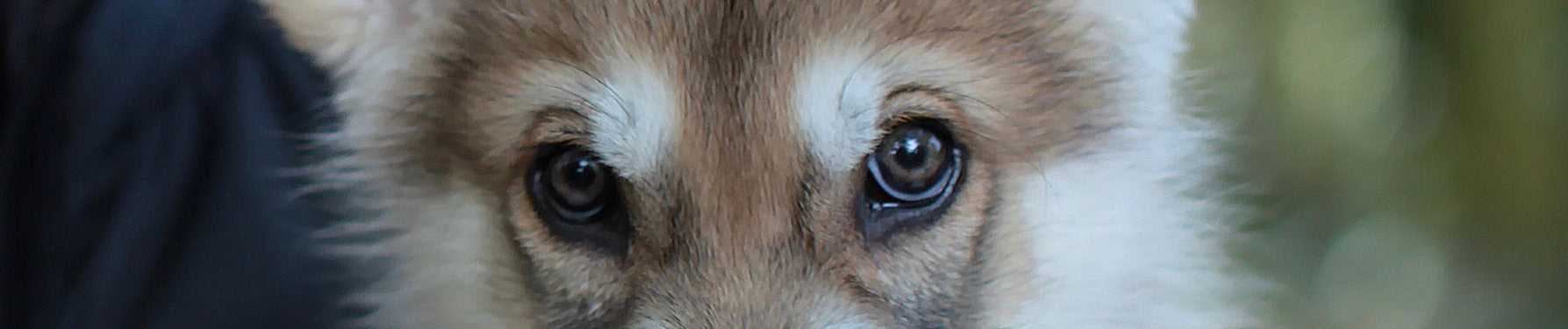 collection-banner-image