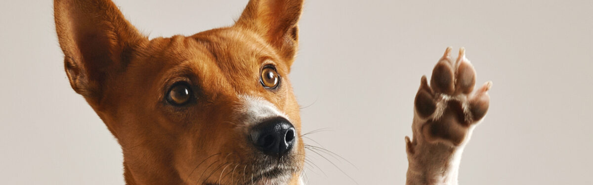 collection-banner-image
